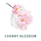 Palmolive Naturals Cherry Blossom Shower Milk Body Wash with Vitamin E, 1L