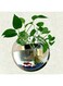 Wall Mount Fish Tanks Goldfish Bowl Acrylic Hanging Aquariums Flowerpot Flower Vase Home Decoration