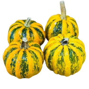 Kamo-Kamo Pumpkin