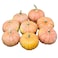 Sofia Pink Pumpkin