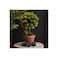 Natural Artificial Bonsai Tree 30Cm Artificial Tree in Plastic Pot with Moss Grass.