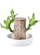 Farewell 2021 and Welcome Lucky 2022 - Mini Brazil Wood Lucky Wood Bedroom Four Seasons Potted purify The air Indoor Office Desktop Plant