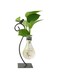 Desktop Glass Planter Hydroponics Vase,Planter Bulb Vase with Holder for Home Decoration,Modern Creative Bird Plant Terrarium Stand, Scindapsus Container