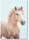 Cute Horse Wall Art Multicolour 40x60cm