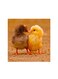 The Birds Mdf Wall Art Multicolour 30x30cm