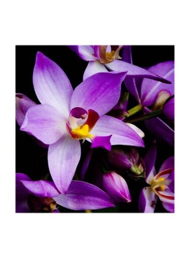 Purple Flowers MDF Wall Art Multicolour 30x30cm