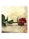 Flower Abstract MDF Wall Art Beige/Green/Red 30x0.5x30cm
