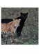Leopard And Jaguar Themed Wall Art Green/Black/Yellow 30x30cm