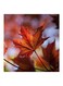 Leaf MDF Wall Art Painting Red/Green 30x30cm