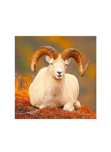 Sheep Mdf Wall Art Multicolour 30x30cm
