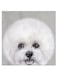 Cute Dog Themed Wall Art White/Grey/Black 30x30cm