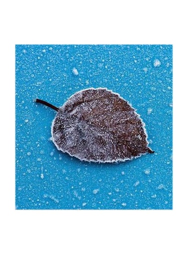 Leaf MDF Wall Art Multicolour 30x30cm