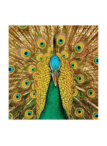 Peafowl Bird MDF Wall Art Multicolour 30x30cm