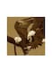 Vulture Mdf Wall Art Multicolour 30x30cm
