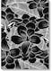 Flowers Black And White Wall Art Multicolour 40x60cm