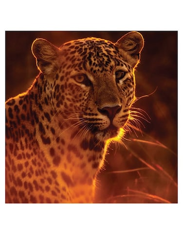 Leopard Themed Wall Art Orange/Black/Yellow 30x30cm