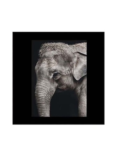 Animal Themed Wall Art Grey/Black 30x30cm