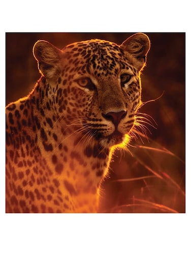 Leopard Themed Wall Art Orange/Black/Yellow 30x30cm