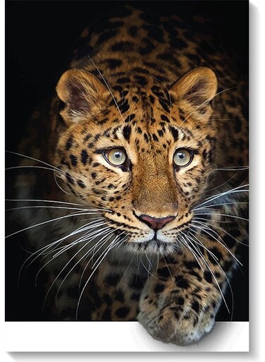 Leopard Printed Wall Art Black/Brown