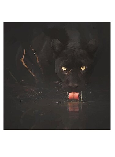 Jaguar Themed Wall Art Black/Yellow/Red 30x30cm