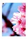 Flower Printed Decorative Wall Art Plate Pink/Blue 15x20cm