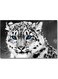 Leopard Printed Wall Art Multicolour 40x60cm