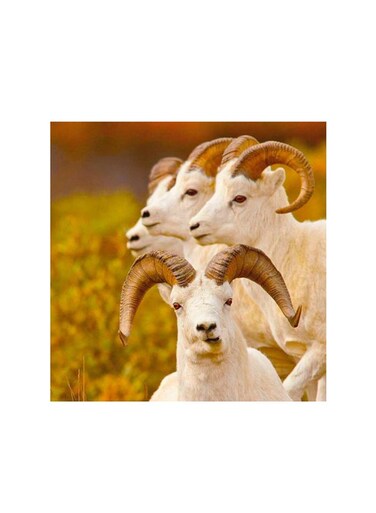 Sheep Mdf Wall Art Multicolour 30x30cm