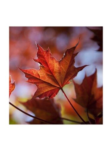 Leaf MDF Wall Art Multicolour 30x30centimeter