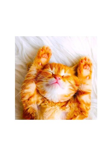 Lazy Cat Mdf Wall Art Multicolour 30x30cm