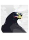 Cool Bird Themed Wall Art Black/Yellow/Blue 30x30cm