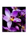 Purple Flowers MDF Wall Art Multicolour 30x30centimeter