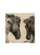 Fighting Horse Mdf Wall Art Multicolour 30x30centimeter