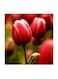Red Flowers MDF Wall Art Multicolour 30x30centimeter