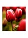 Red Flowers MDF Wall Art Multicolour 30x30cm