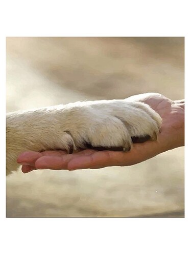 Animals Lovers Themed Wall Art Beige 30x30cm