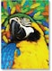 Parrot Wall Art Multicolour 40x60cm