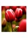 Tulip Flowers MDF Wall Art Red/Green