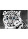 Leopard Printed Wall Art Multicolour 40x60cm