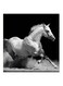 White Horse MDF Wall Art White/Black