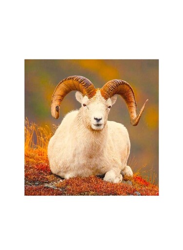 Sheep Mdf Wall Art Multicolour 30x30centimeter
