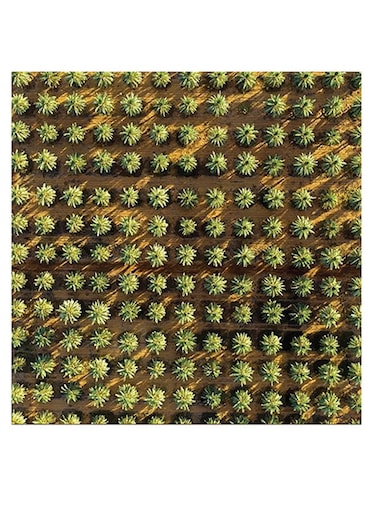 Palm Seed Printed Wall Art Green/Yellow 30x30cm