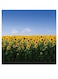 Sunflowers Themed Printed MDF Wall Art Blue/Green/Yellow 30x30cm
