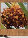Palm Seed Printed Wall Art Red/Green/Yellow 30x30cm