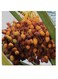 Palm Seed Printed Wall Art Red/Green/Yellow 30x30cm