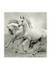White Horses MDF Wall Art Multicolour 30x30centimeter
