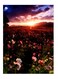 Printed Decorative Wall Art Plate Multicolour 20cm