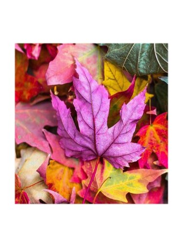 Colorful Leaves MDF Wall Art Multicolour 30x30cm