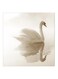 Duck MDF Wall Art White