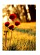 Printed Wall Sticker Multicolour 20cm