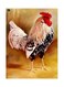Printed Wall Sticker Multicolour 20cm